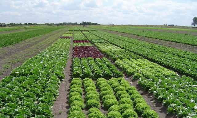 Producción Agropecuaria